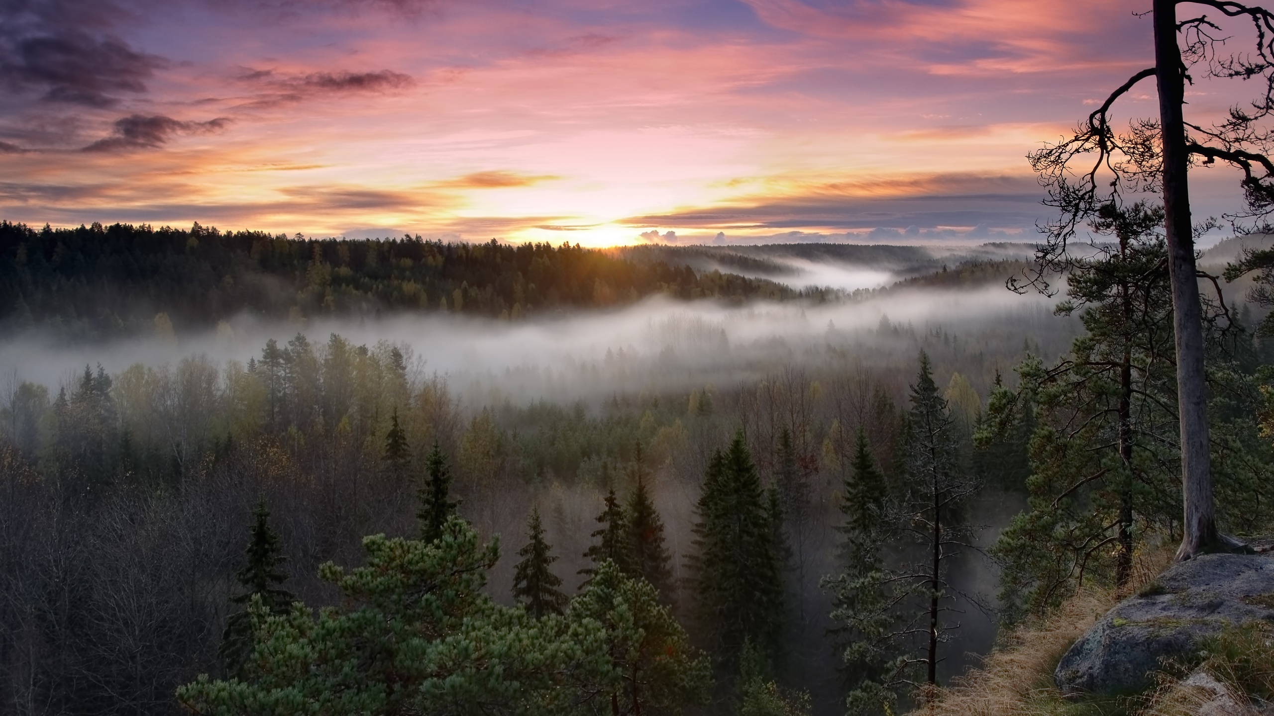 Misty Forest in Finland